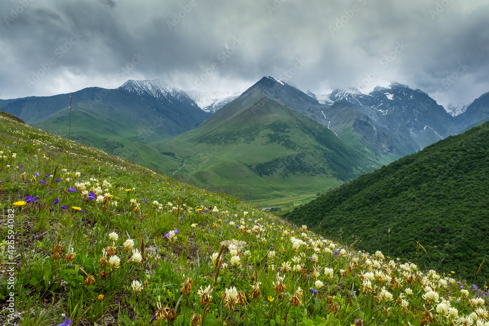 Mountain landscape with blooming meadows