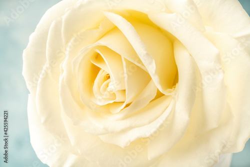 a rose flower over soft blue background © berna_namoglu