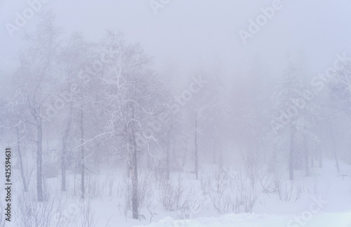 Winter landscape. Snowy mountain forest in the fog.