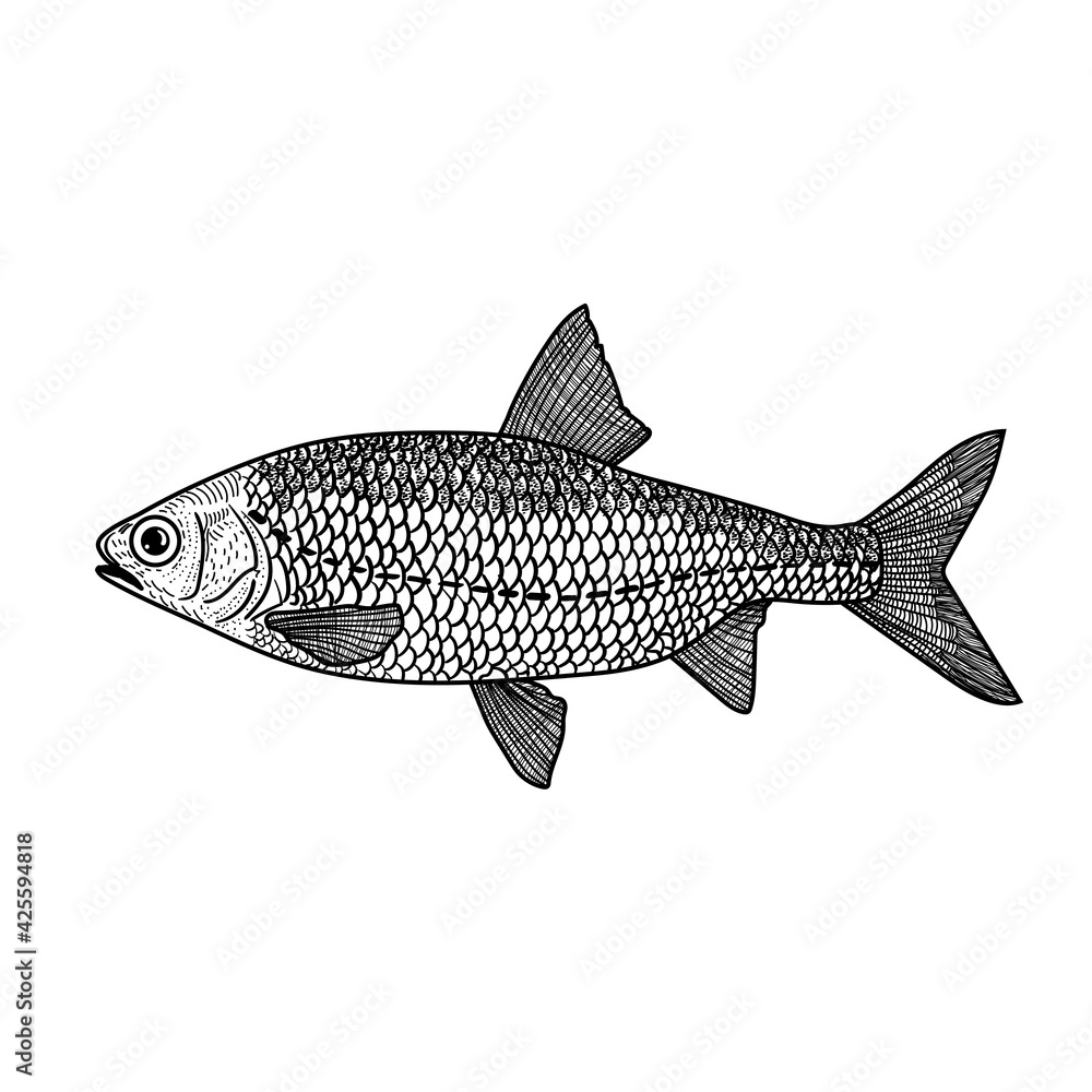 Fototapeta premium Fish, sketch engravings vector illustration. Fashion design for printed T-shirts. Imitation of a scratch board. Black and white hand-drawn image.