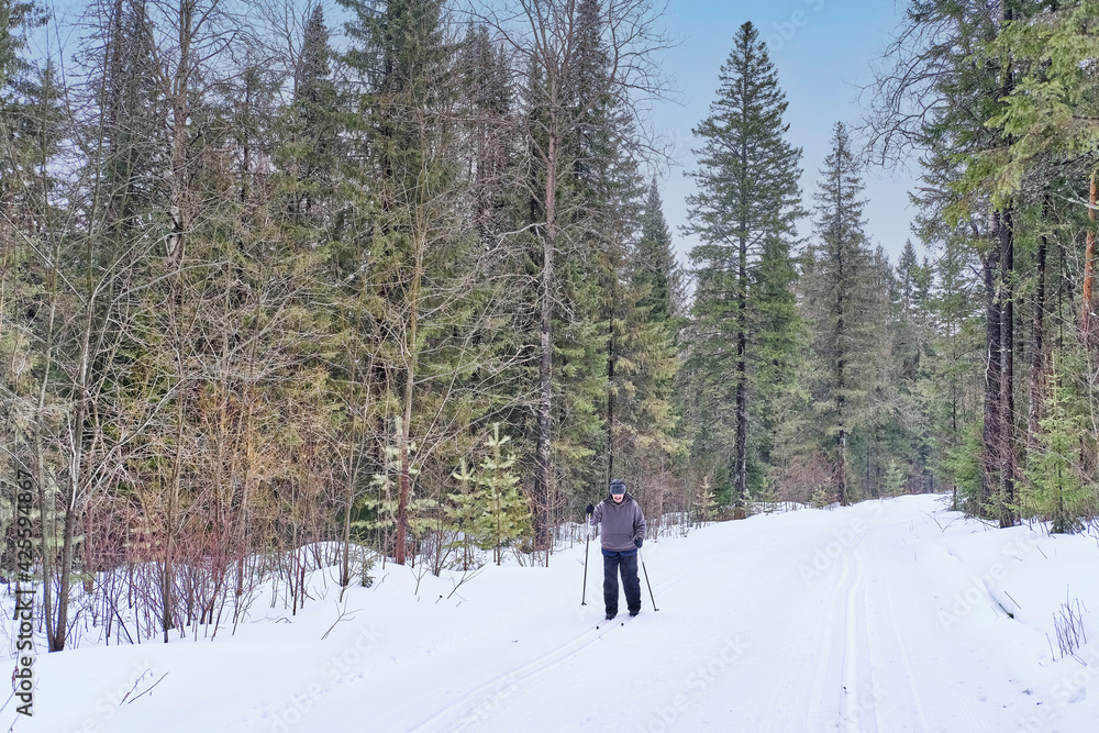 Senior man goes cross-country skiing on a ski track in a winter forest.
