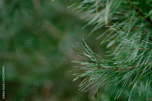Pine needles with green blurred background.