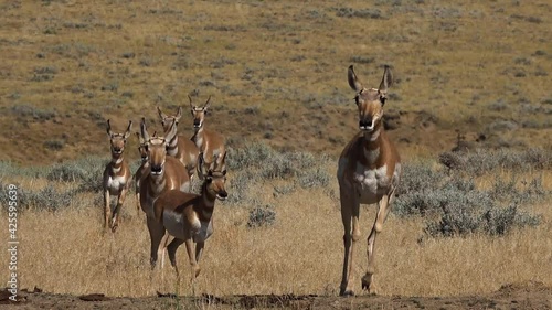 Antelope Herd Running in to Water Across Grassy Plain