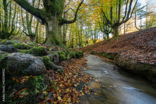 Otzarreta forest in Gorbea Natural Park. Bizkaia, Basque Country photo
