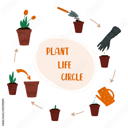 Plant life circle. Gardening concept. Care for indoor plants.  How to grow a plant.