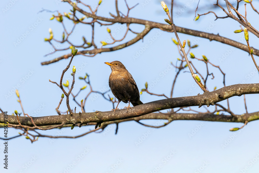 Female blackbird perched on sycamore branch with new Spring buds. Blue sky background. Side profile of pale yellow beak of garden bird with brown feathers (Turdus merula). Ireland Female blackbird perched on sycamore branch with new Spring buds. Blue sky background. Side profile of pale yellow beak of garden bird with brown feathers (Turdus merula). Ireland