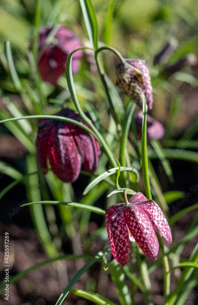 Purple chequered Snake's Head Fritillary flowers grow in a suburban garden in Pinner, Middlesex UK. Photographed on a sunny day in early April. Purple chequered Snake's Head Fritillary flowers grow in a suburban garden in Pinner, Middlesex UK. Photographed on a sunny day in early April.