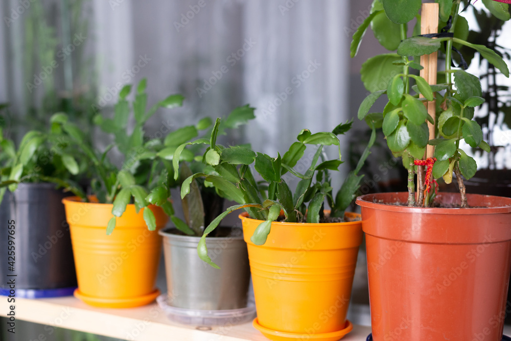 Flowers in pots on the windowsill Flowers in pots on the windowsill
