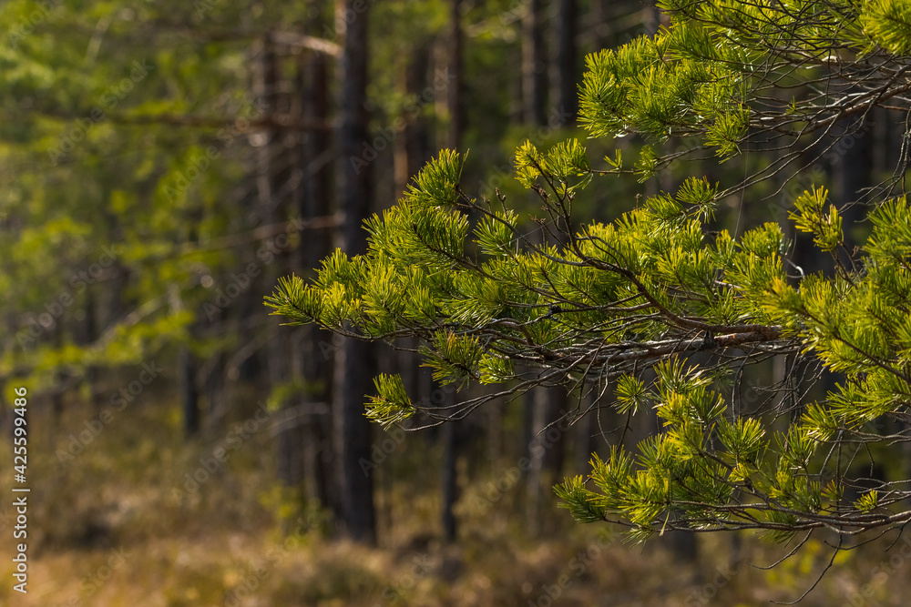 Fototapeta premium A beautiful forest landscape during early spring in Northern Europe. Springtime scenery in woodlands.