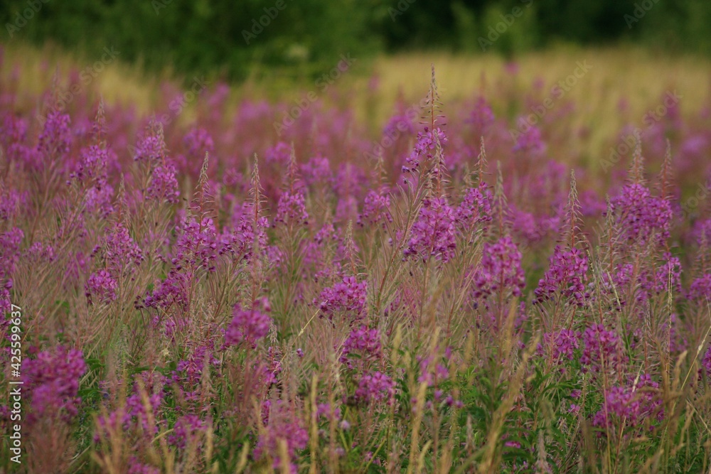 field of purple flowers