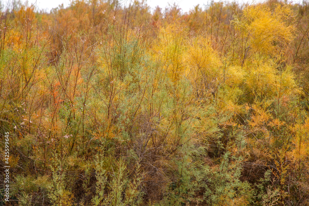 Salix koraiensis forest planted for windbreak and sand fixation Salix koraiensis forest planted for windbreak and sand fixation