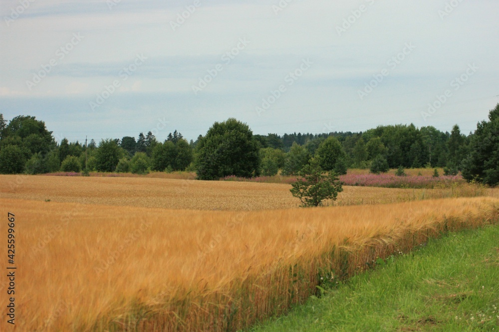 Fototapeta premium field of wheat in summer