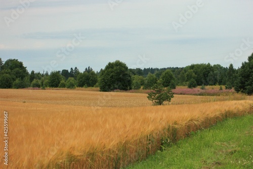 field of wheat in summer