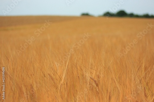 field of wheat in summer