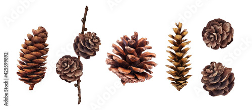 Set of pine cones isolated on white background. Hand painted watercolor. Botanical hand drawn illustration. Cones of coniferous trees, forest elements 