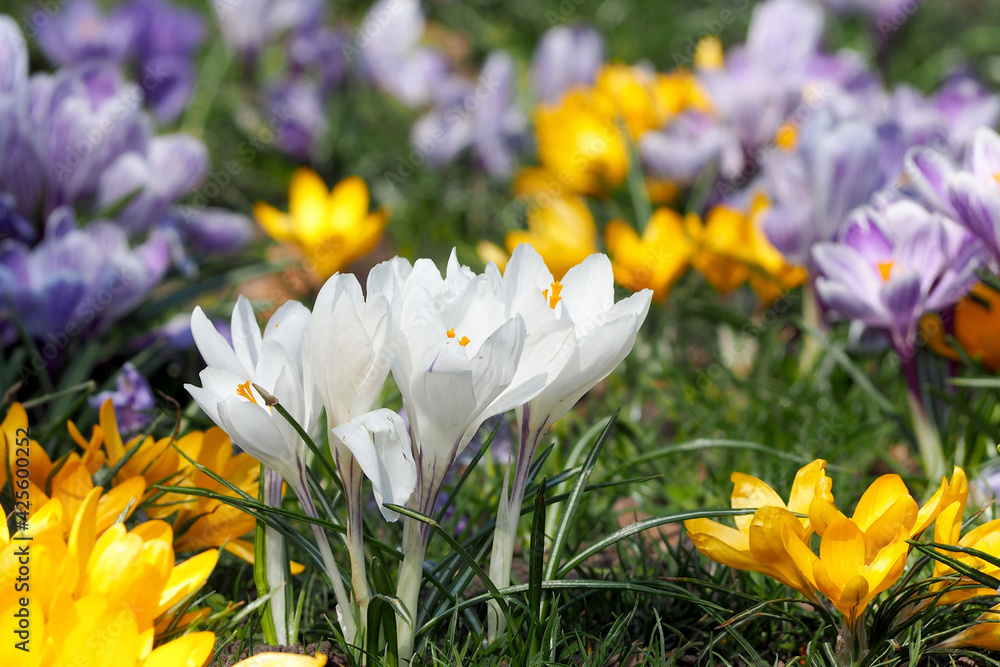 Fototapeta premium white crocus bush grows in the garden in spring