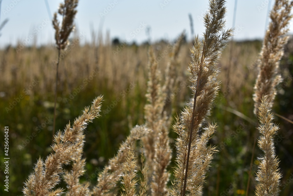 reed in the wind