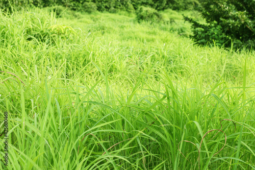 Grass. Fresh green spring grass with sunlight closeup.Soft Focus. Nature Background.