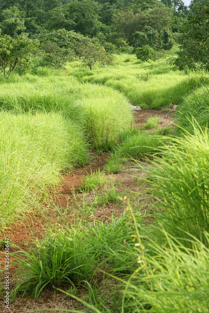 Sunny forest path with green grass on the sides, soft focus. Sunny forest path with green grass on the sides, soft focus.