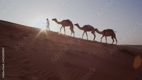 Camel Caravan being led by Arab Omani Man up sand dune near sunset - Low angle wide tracking shot photo