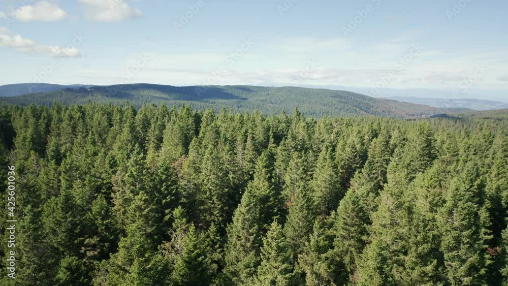 Aerial Drone View Flight over pine tree forest in Mountains at blue sky day. Aerial Drone View Flight over pine tree forest in Mountains at blue sky day.