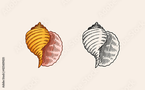 Sea shell or mollusca different forms. Engraved hand drawn in old sketch, vintage style. Nautical or marine, monster or food. animals in the ocean.
