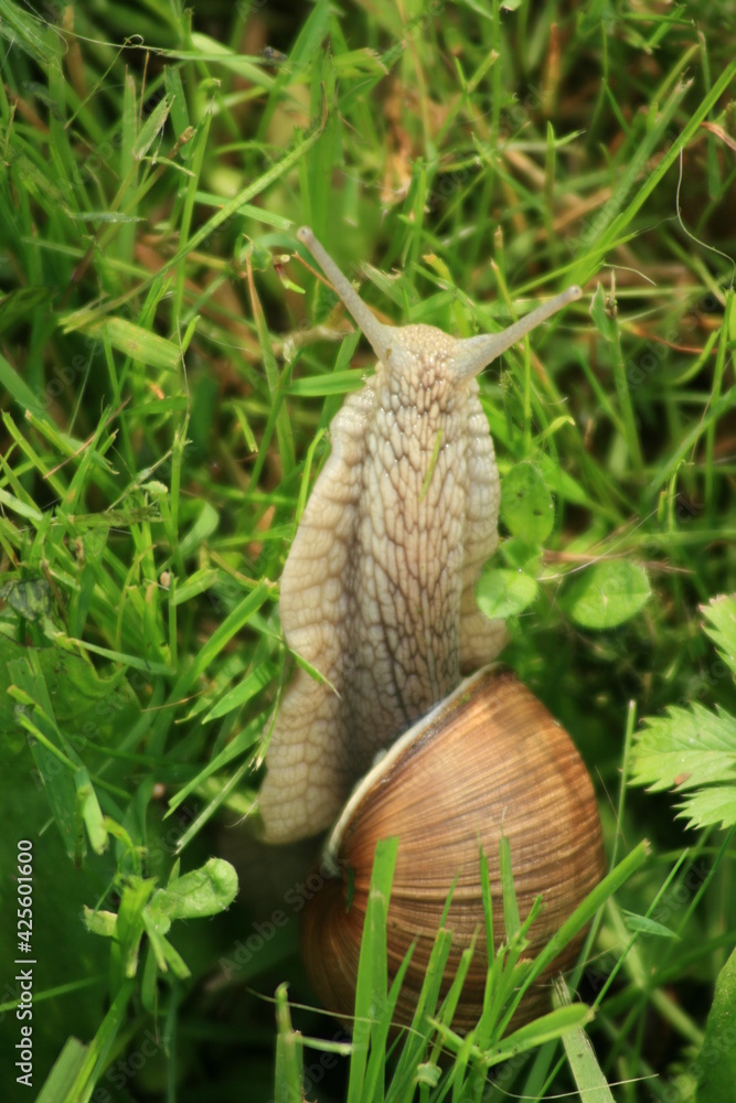 snail on a leaf