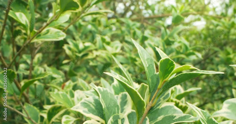extreme close-up detailed foliage of striped ficus benjamin. extreme close-up detailed foliage of striped ficus benjamin.