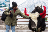 A young lady showing love with bull yak while taking photo at Gangtok