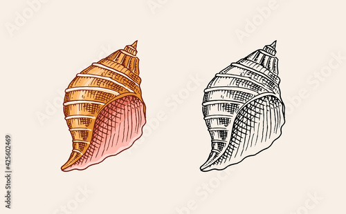 Sea shell or mollusca different forms. Engraved hand drawn in old sketch, vintage style. Nautical or marine, monster or food. animals in the ocean.