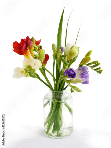 Fototapeta Naklejka Na Ścianę i Meble -  posy of multicolor freesia flowers close up