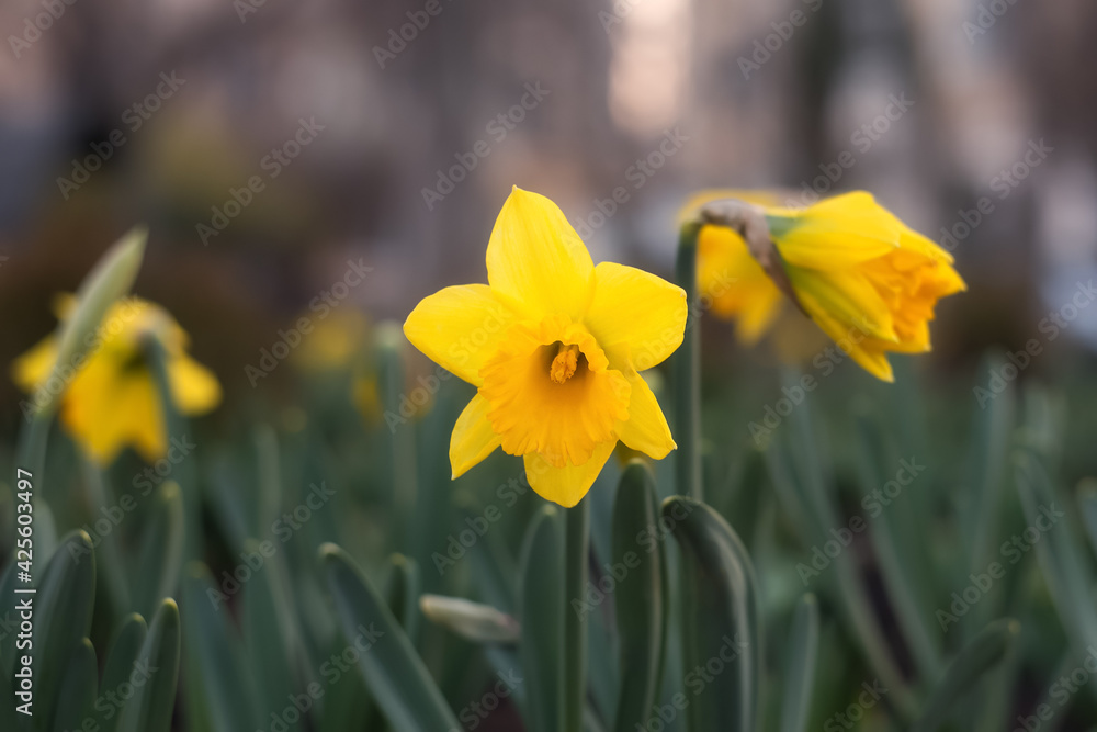 Fototapeta premium Spring flowers background. Yellow narcissus (daffodils) close up bloom in the garden. Field of narcissus.