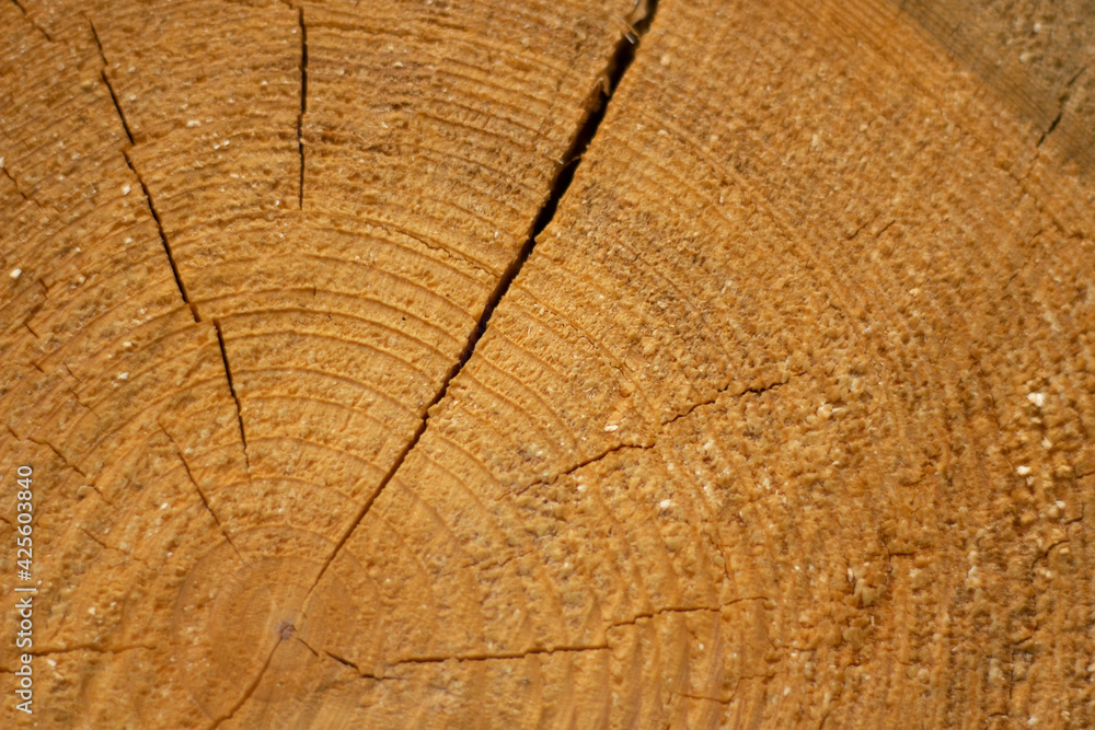 Fototapeta premium Cut a tree. Withered log. Freshly sawn spruce. Cracks in the cut log. A tree in the sun.