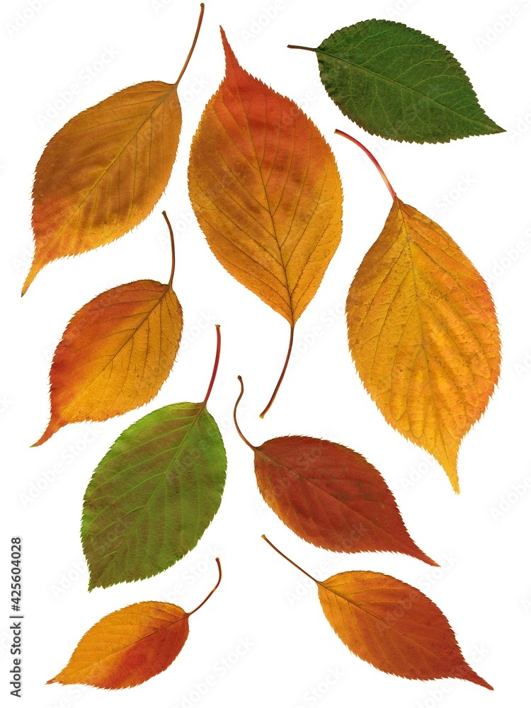 Naklejka premium arrangement of autumn leaves isolated on white