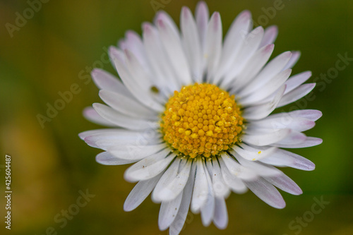 Fiori primavera