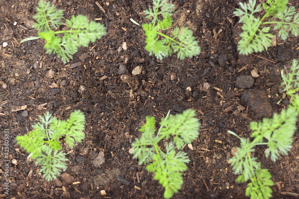 horticulture planting of carrot seedlings horticulture planting of carrot seedlings