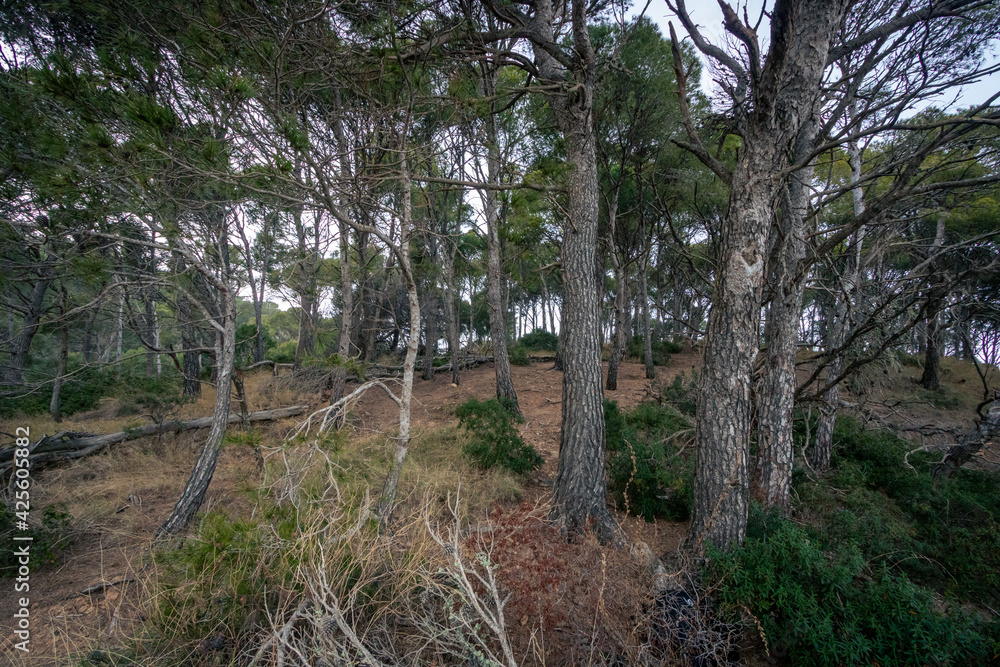 Fototapeta premium Cap Roig Calella Costa Brava