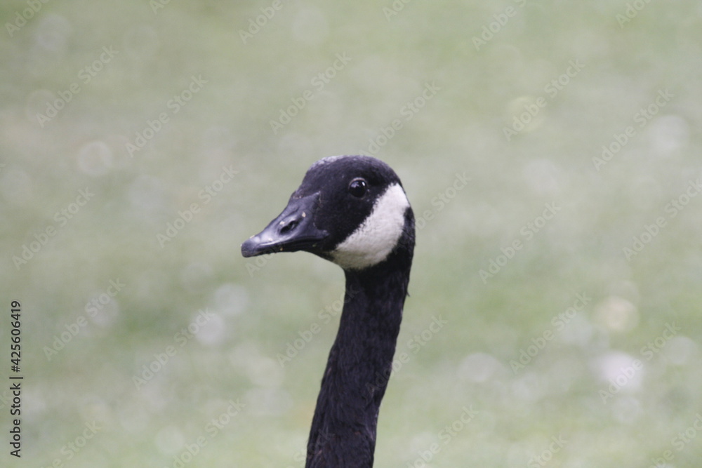 Head and neck of Canada Goose on blurred background Head and neck of Canada Goose on blurred background