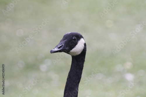 Head and neck of Canada Goose on blurred background