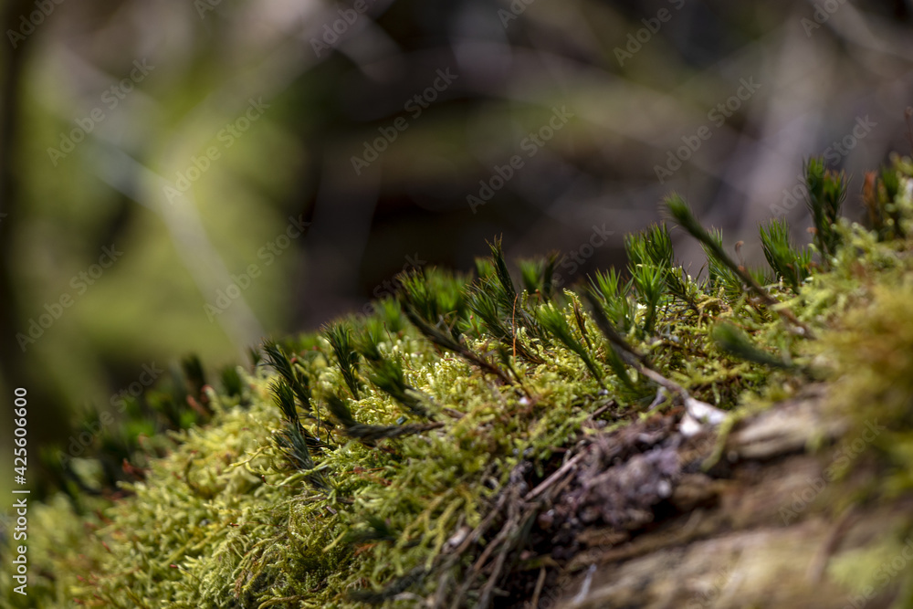 Moos mitten im Wald auf dem Boden Moos mitten im Wald auf dem Boden