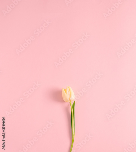 Fototapeta Naklejka Na Ścianę i Meble -  Single yellow tulip on pastel pink background. Minimal spring concept. Flat lay