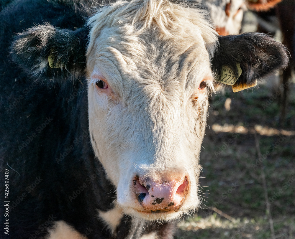 Textured portrait of a funny cow looking to the camera. Big head of a black and white cow in a colorful portrait Textured portrait of a funny cow looking to the camera. Big head of a black and white cow in a colorful portrait