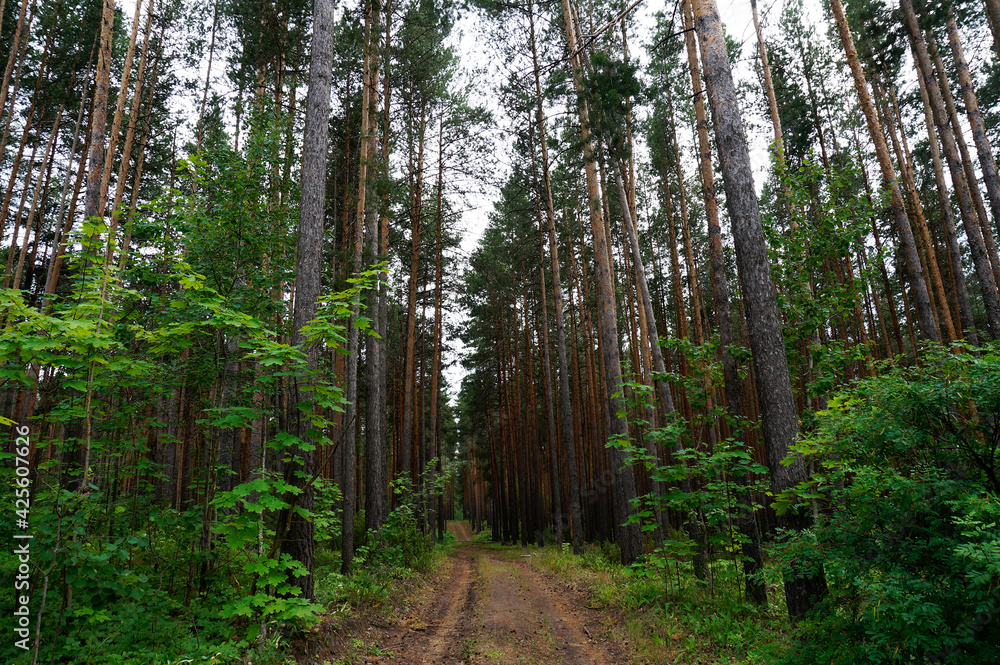 Hiking trail in thick pine and deciduous forest