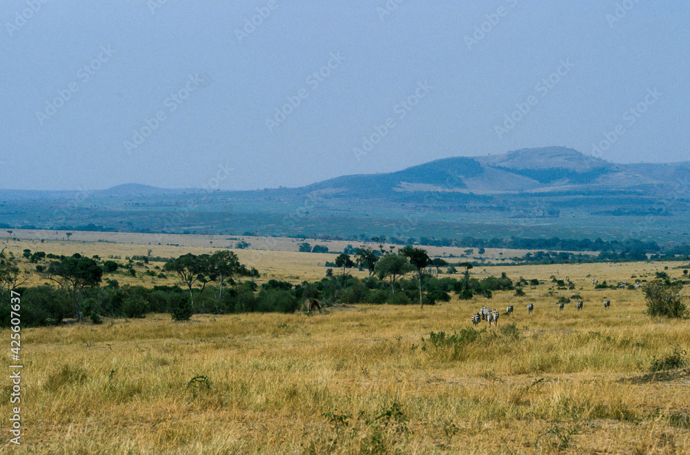 Savane arbustive, Parc national, Masai Mara, Kenya Savane arbustive, Parc national, Masai Mara, Kenya