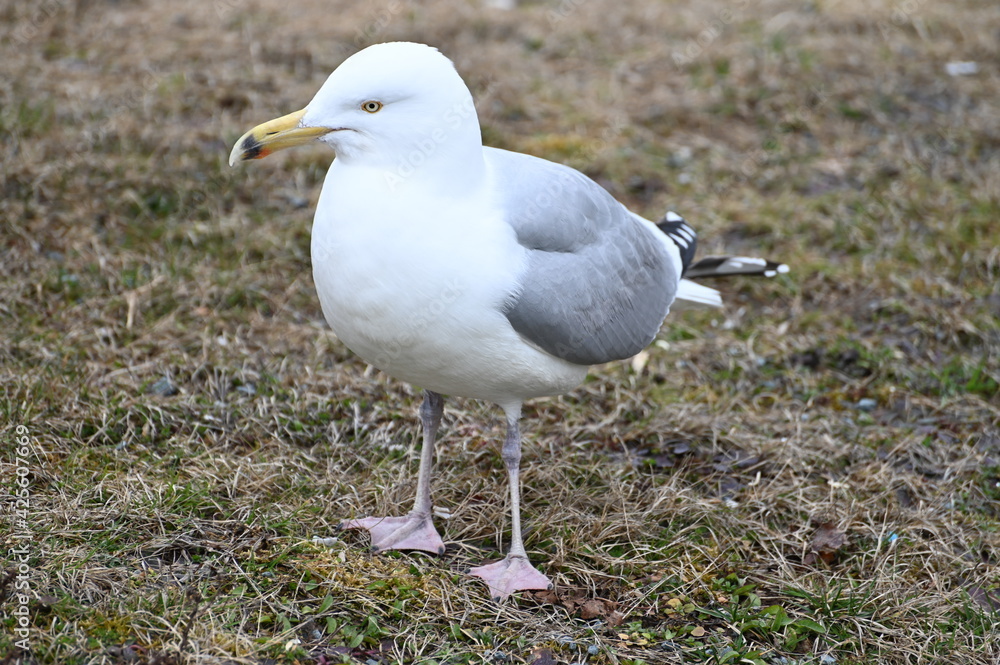 Gull on the grass in spring. Seagull is a specific marine bird.