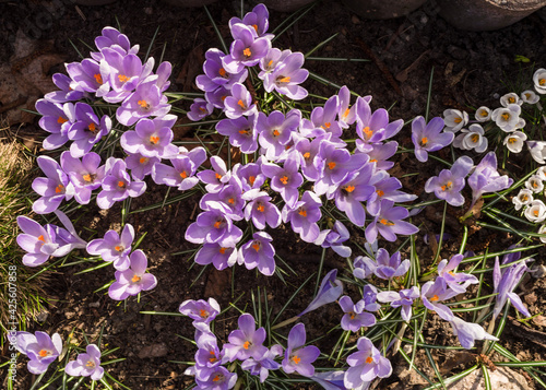 Purple crocuses blooming in the park. Crocus heuffelianus in the sunshine. Close up, soft focus. Spring nature background. photo