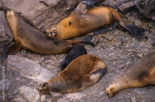 Lion de mer, femelle, jeune , Otaria flavescens, Iles Falkland, Malouines