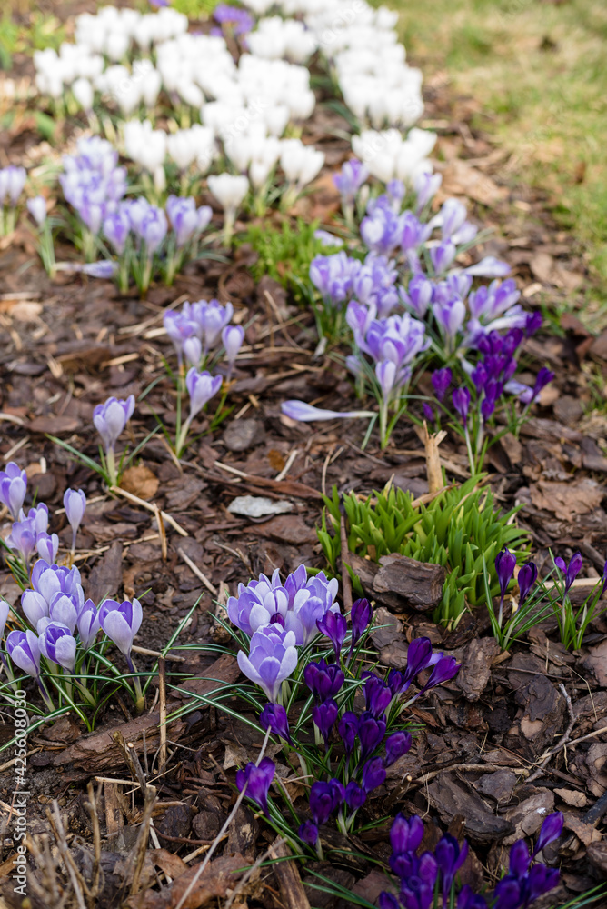 Purple crocuses blooming in the park. Crocus heuffelianus in the sunshine. Close up, soft focus. Spring nature background.