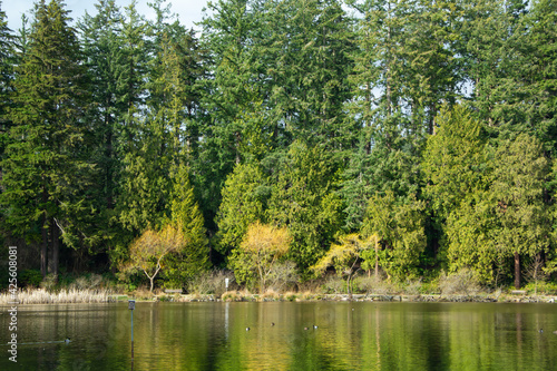 lake in the forest