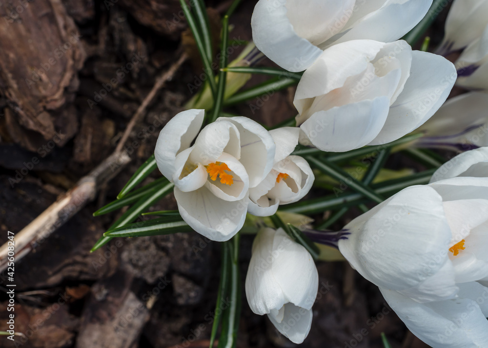 white crocuses blooming in the forest, natural background, white crocuses blooming in early spring